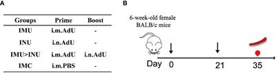 A universal recombinant adenovirus type 5 vector-based COVID-19 vaccine